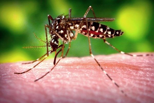 health department launches anti dengue awareness campaign