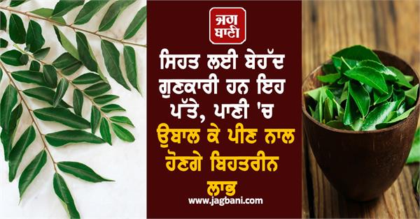 drink curry leaves water