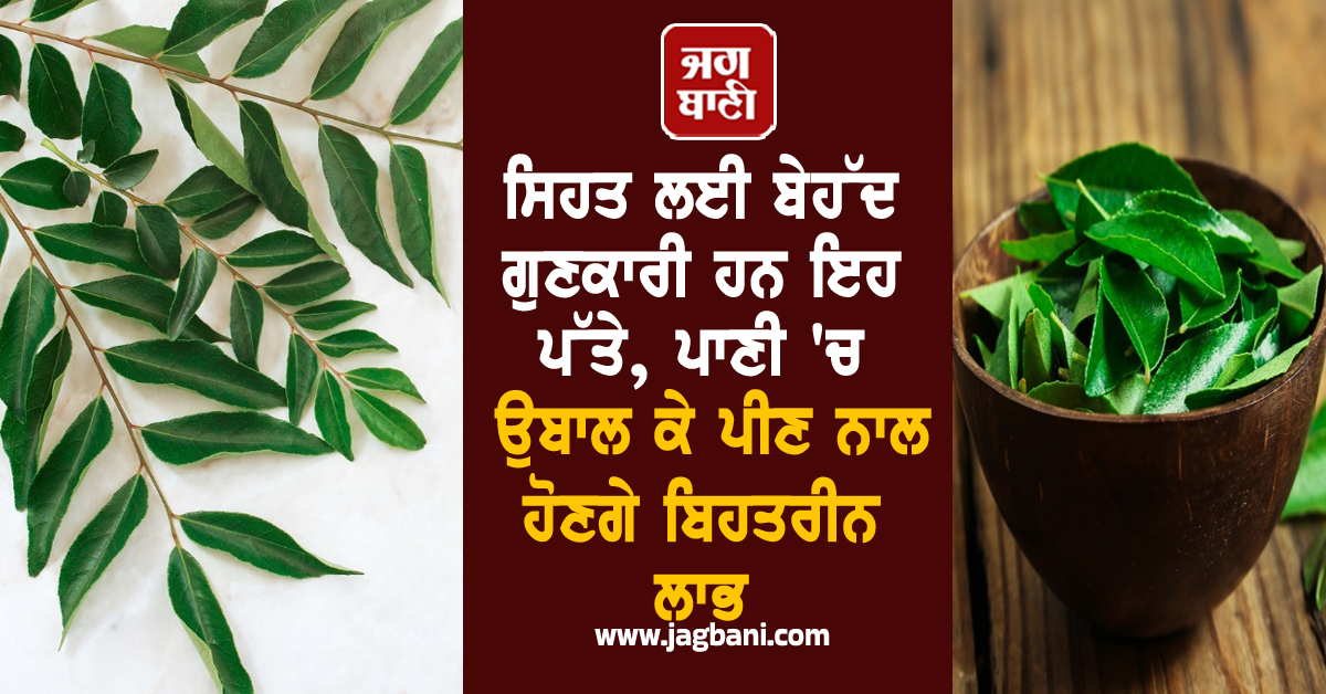 ਸਿਹਤ ਲਈ ਬੇਹੱਦ ਗੁਣਕਾਰੀ ਹਨ ਇਹ ਪੱਤੇ, ਪਾਣੀ 'ਚ ਉਬਾਲ ਕੇ ਪੀਣ ਨਾਲ ਹੋਣਗੇ ਬਿਹਤਰੀਨ ਲਾਭ