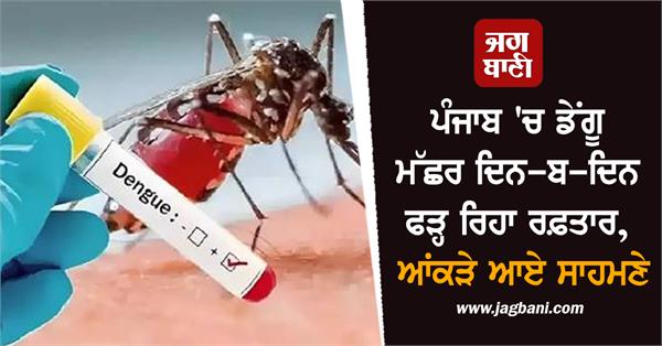 dengue mosquito is gaining momentum day by day in punjab