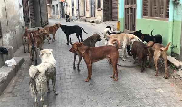 stray dogs khanna