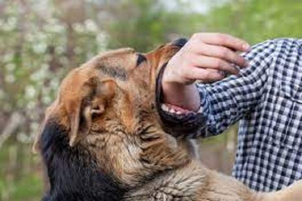 stray dog attacks and injures young man