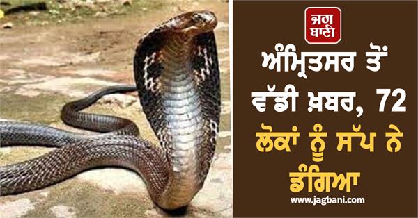 increase in snake bite cases in amritsar