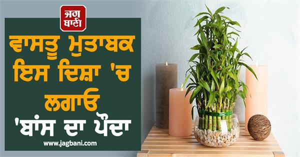 vastu tips bamboo plant