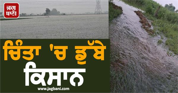 rain destroys farmers paddy crop in kapurthala