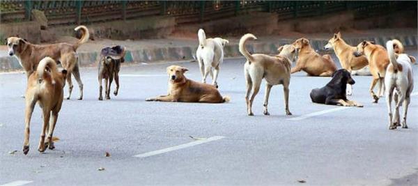 barnala stray dogs
