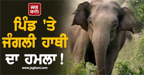 three killed in elephant attack in odisha