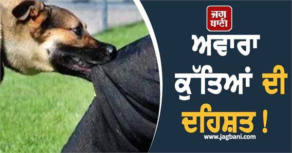 over 2 3 lakh dog bite cases  19 rabies death reported in past six months