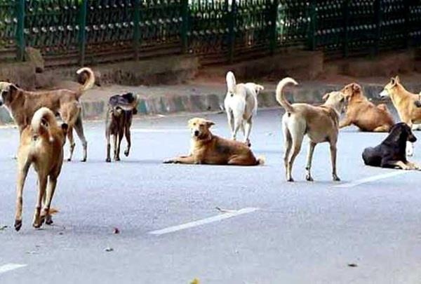 government stray animals supreme court