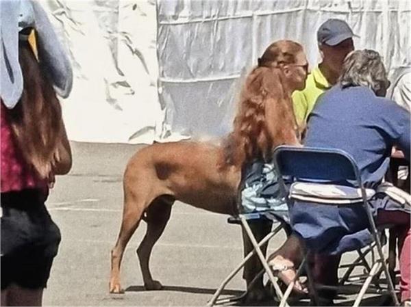 optical illusion woman sit chair dog behind look strange creature
