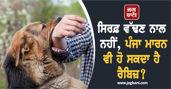 dog rabies disease health