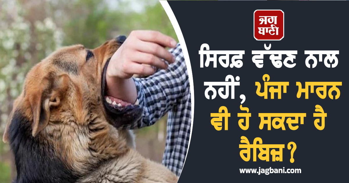 ਸਿਰਫ਼ ਵੱਢਣ ਨਾਲ ਨਹੀਂ, ਪੰਜਾ ਮਾਰਨ ਵੀ ਹੋ ਸਕਦਾ ਹੈ ਰੈਬਿਜ਼? ਤੁਰੰਤ ਕਰੋ ਇਹ ਕੰਮ