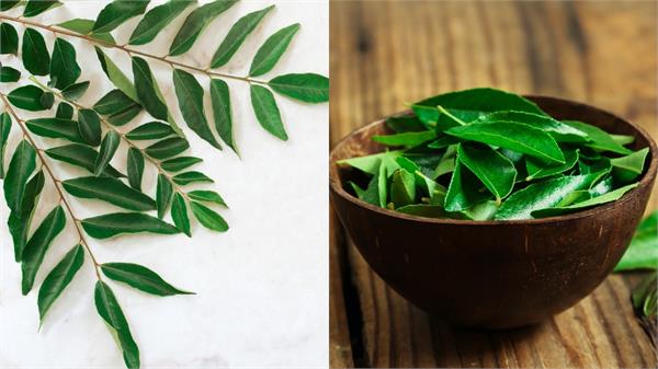 drink curry leaves water
