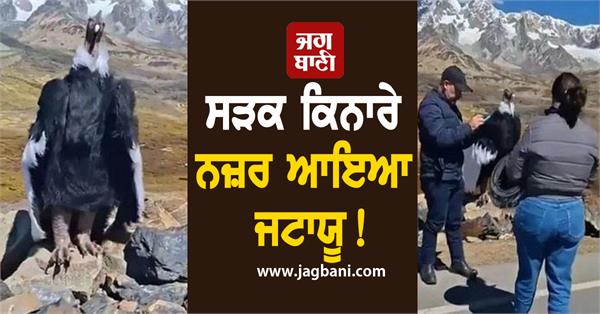 giant jatayu vulture stuns internet