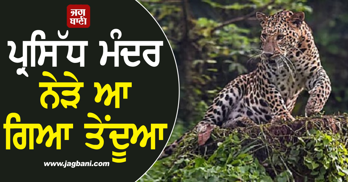 ਪ੍ਰਸਿੱਧ ਮੰਦਰ ਨੇੜੇ ਆ ਗਿਆ ਤੇਂਦੂਆ, ਸ਼ਰਧਾਲੂਆਂ 'ਚ ਡਰ ਦਾ ਮਾਹੌਲ
