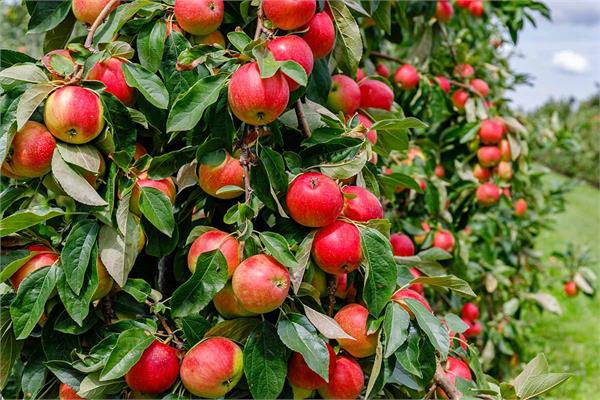 supreme court decision apple trees in himachal
