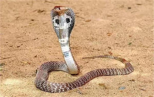 2 innocent children snake