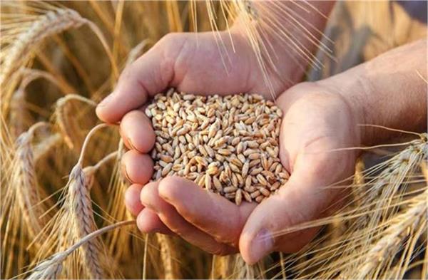 wheat prices rise sharply ahead of festive season traders worried