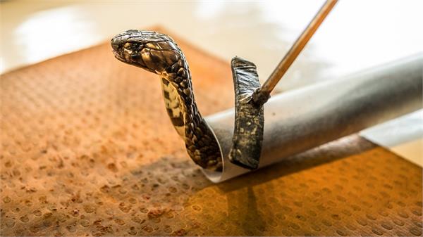 saran  woman dies of snakebite