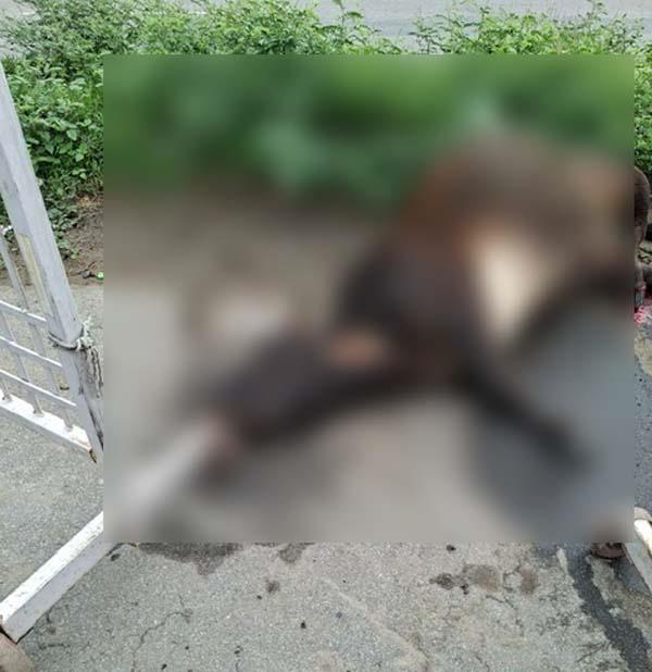 three cows die in collision with unknown vehicles