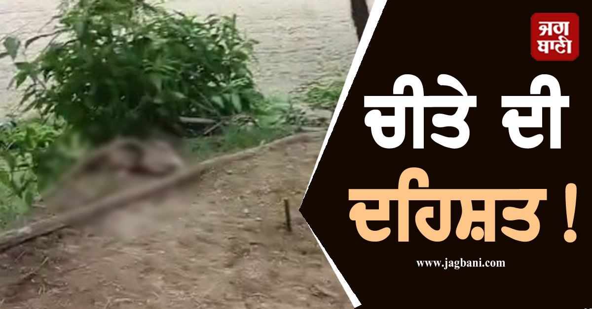 ਚੀਤੇ ਦੀ ਦਹਿਸ਼ਤ! ਇਸ ਜ਼ਿਲ੍ਹੇ ''ਚ ਮੱਝ ਦੇ ਬੱਚੇ ਨੂੰ ਉਤਾਰਿਆ ਮੌਤ ਦੇ ਘਾਟ