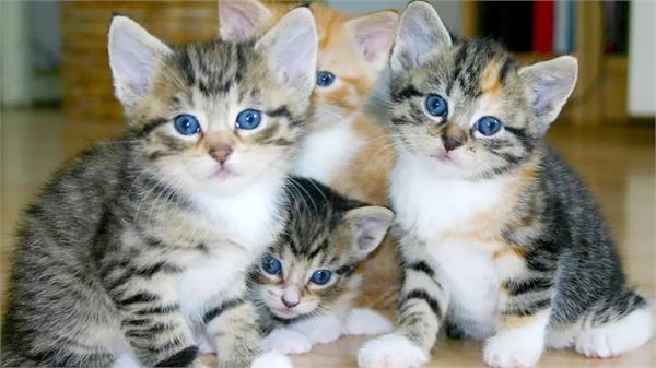 4 home guards deployed to take care of cat in agra