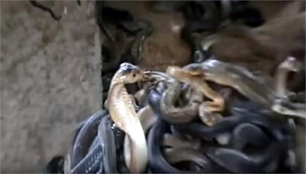 60 cobras in house in 3 days