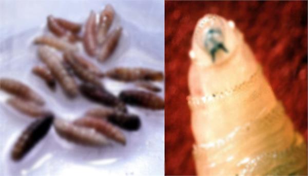 dangerous flesh eating screwworm found in human body in us