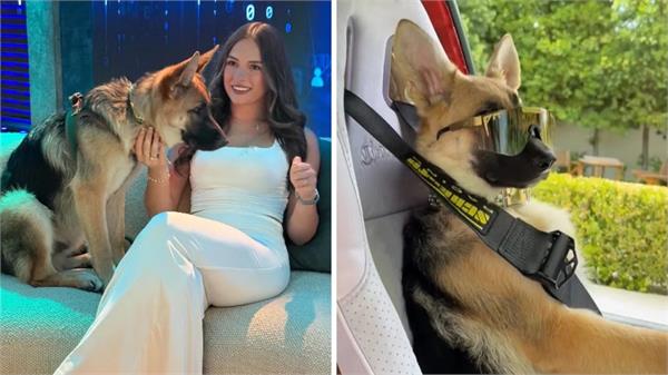 this is the richest dog in the world