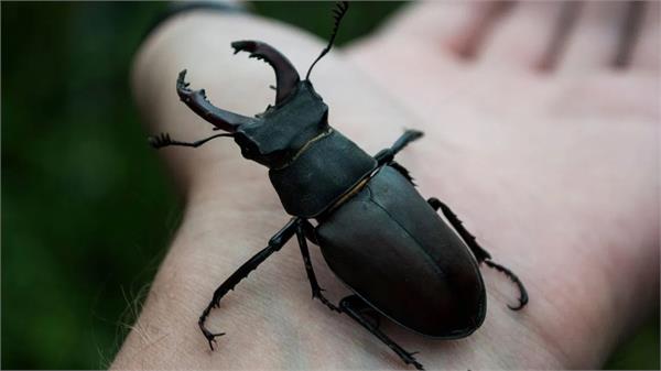 what is so special about the stag beetle 