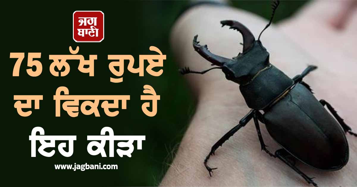 75 ਲੱਖ ਰੁਪਏ ਦਾ ਵਿਕਦਾ ਹੈ ਇਹ ਕੀੜਾ, ਆਖ਼ਰ ਸਟੈਗ ਬੀਟਲ 'ਚ ਅਜਿਹਾ ਕੀ ਹੈ ਖ਼ਾਸ?