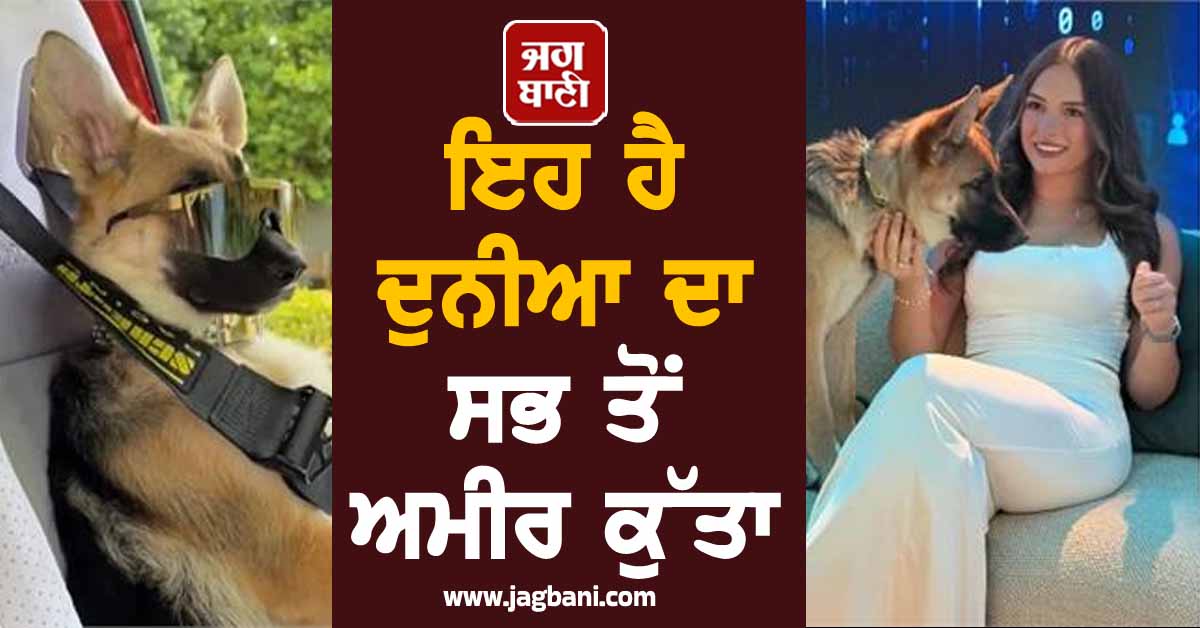 ਇਹ ਹੈ ਦੁਨੀਆ ਦਾ ਸਭ ਤੋਂ ਅਮੀਰ ਕੁੱਤਾ, ਜਿਊਂਦਾ ਹੈ ਅਮੀਰਾਂ ਵਾਲੀ ਜ਼ਿੰਦਗੀ, ਕਿੱਥੋਂ ਲਿਆਇਆ ਇੰਨਾ ਪੈਸਾ?
