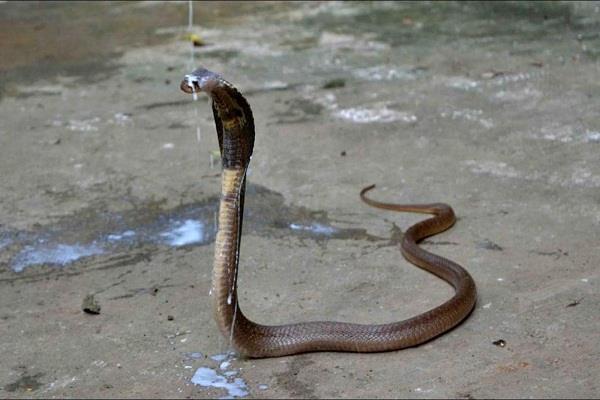 woman dies due to snake bite
