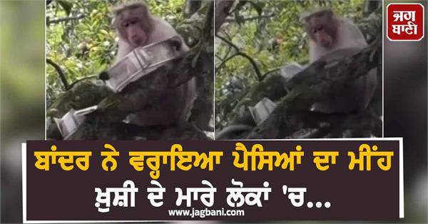 monkey rains farmer 80 thousand rupees