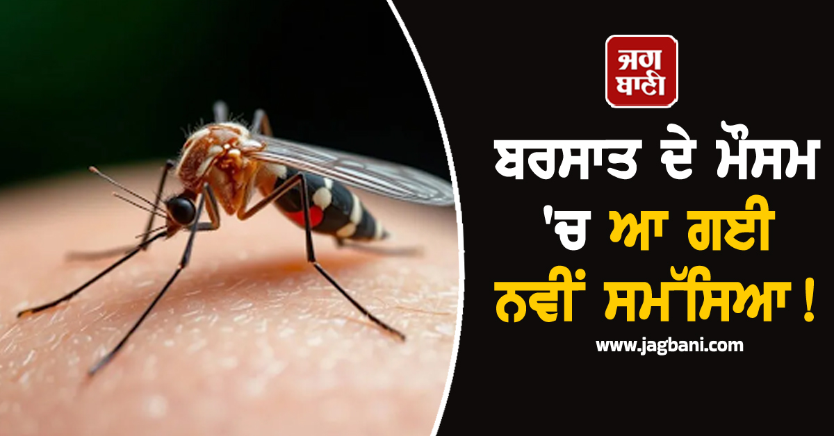 ਬਰਸਾਤ ਦੇ ਮੌਸਮ ''ਚ ਆ ਗਈ ਨਵੀਂ ਸਮੱਸਿਆ ! ਵਧਣ ਲੱਗੇ ਮਲੇਰੀਆ, ਚਿਕਨਗੁਨੀਆ ਵਰਗੀਆਂ ਬੀਮਾਰੀਆਂ ਦੇ ਮਰੀਜ਼