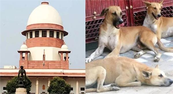 hearing begins in supreme court on stray dogs in delhi ncr