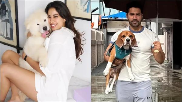 janhvi kapoor varun dhawan strongly oppose sc order to remove stray dogs