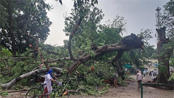 a big tree fell on the main road of patiala