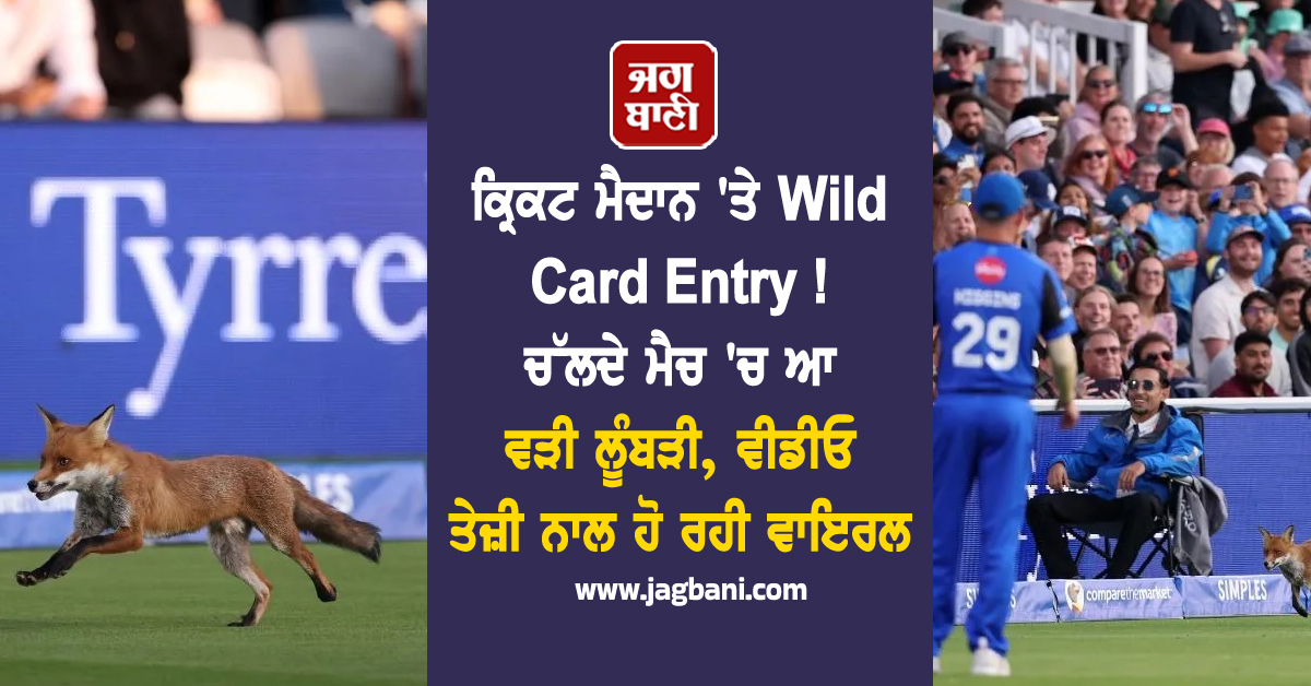 ਕ੍ਰਿਕਟ ਮੈਦਾਨ ''ਤੇ Wild Card Entry! ਚੱਲਦੇ ਮੈਚ ''ਚ ਆ ਵੜੀ ਲੂੰਬੜੀ, ਵੀਡੀਓ ਤੇਜ਼ੀ ਨਾਲ ਹੋ ਰਹੀ ਵਾਇਰਲ