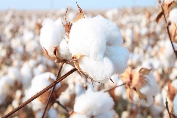 textile industry  import duty exemption on cotton increased