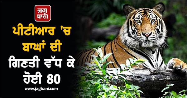 tiger population in ptr rises to 80
