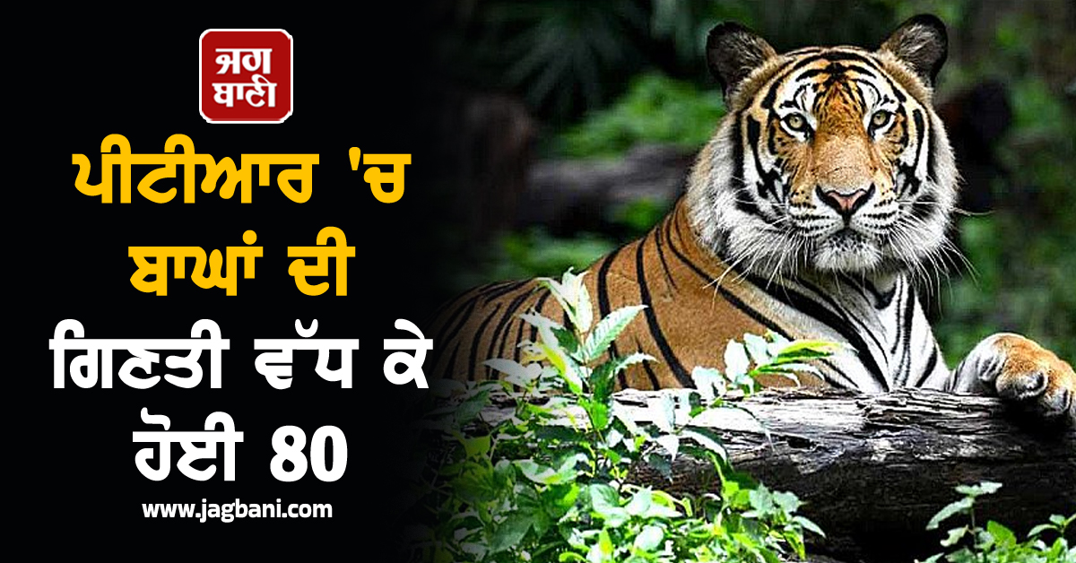ਪੀਟੀਆਰ ''ਚ ਬਾਘਾਂ ਦੀ ਗਿਣਤੀ ਵੱਧ ਕੇ ਹੋਈ 80, ਪਿਛਲੇ ਤਿੰਨ ਸਾਲਾ ''ਚ 9 ਦਾ ਵਾਧਾ