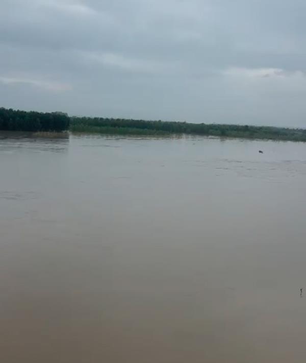 danger bell in punjab  beas river overflows due to heavy rains