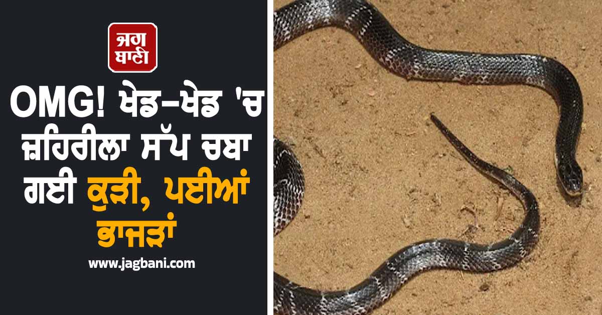 OMG! ਖੇਡ-ਖੇਡ 'ਚ ਜ਼ਹਿਰੀਲਾ ਸੱਪ ਚਬਾ ਗਈ ਕੁੜੀ, ਪਈਆਂ ਭਾਜੜਾਂ, ਪੂਰੀ ਖ਼ਬਰ ਉੱਡਾ ਦੇਵੇਗੀ ਹੋਸ਼