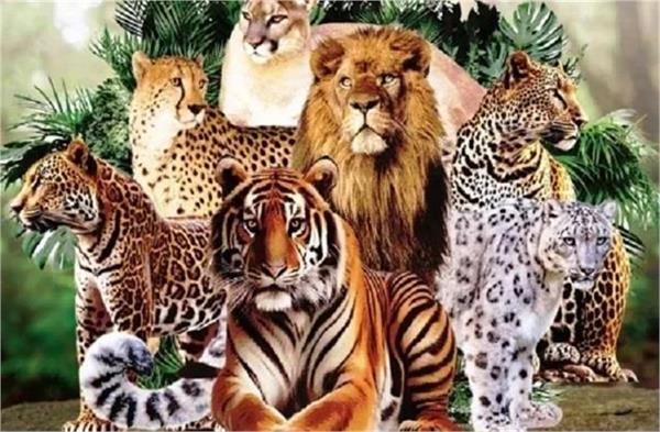 nepal also joins india  s   international big cat alliance  