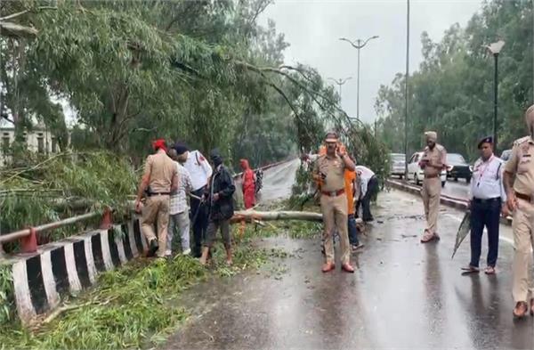 a tree fell near dav college in jalandhar