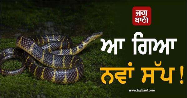 new snake species found