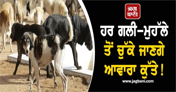 stray dog supreme court