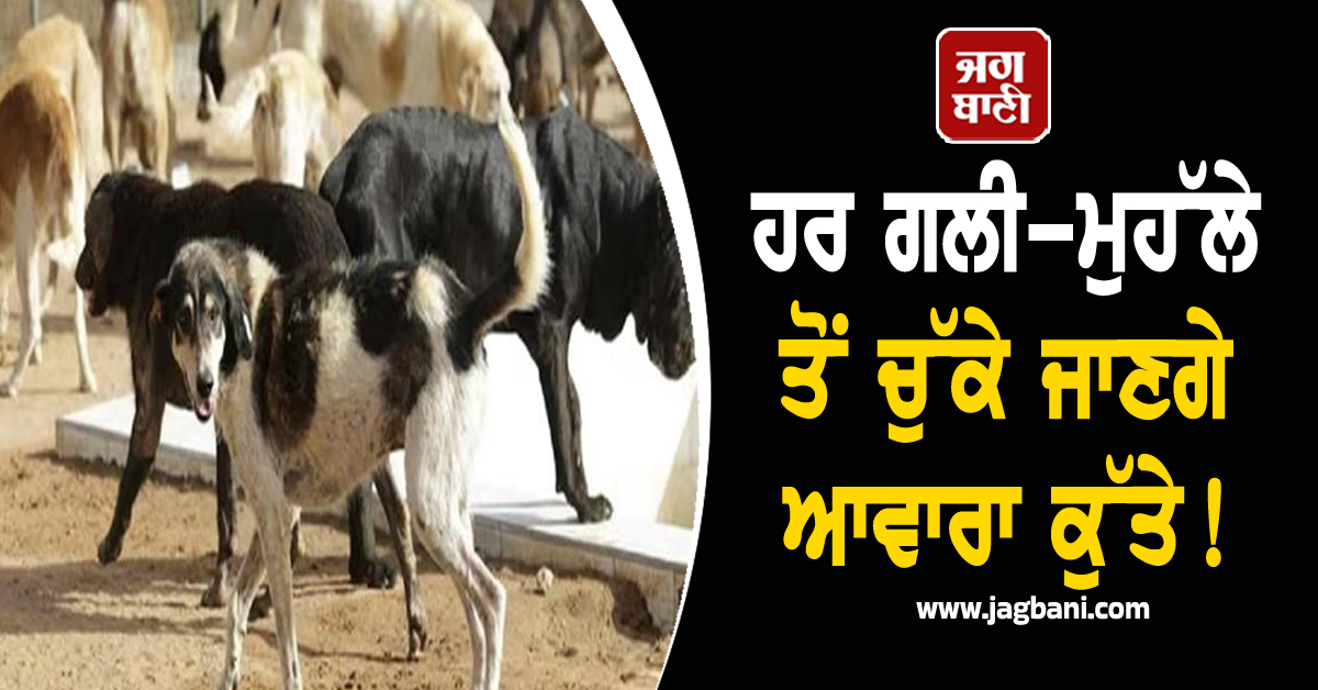 ਹਰ ਗਲੀ-ਮੁਹੱਲੇ ਤੋਂ ਚੁੱਕੇ ਜਾਣਗੇ ਆਵਾਰਾ ਕੁੱਤੇ! SC ਵੱਲੋਂ ਤੁਰੰਤ Order ਲਾਗੂ ਕਰਨ ਦੇ ਹੁਕਮ