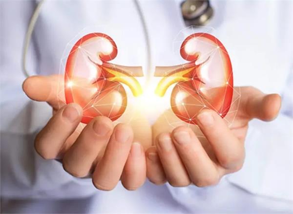 medical science lab kidney